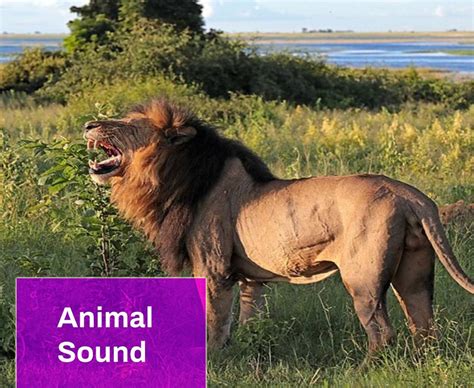 lion sound mp3 download